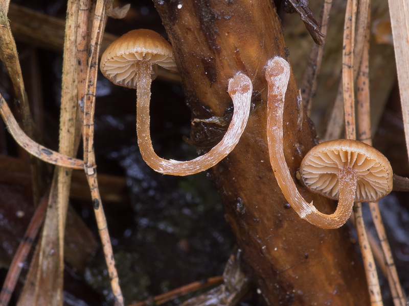 Galerina pseudocamerina